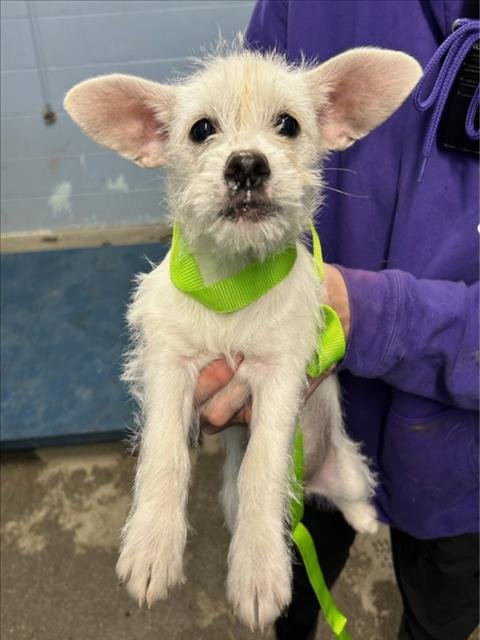 *UKULELE - Chihuahua available for adoption