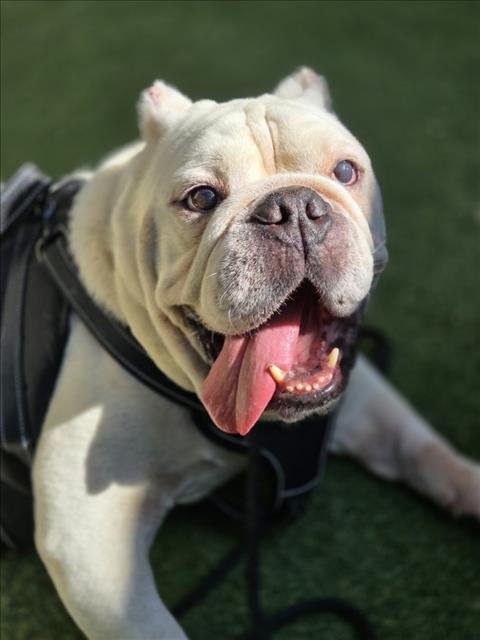 *HERMAN - Bulldog available for adoption