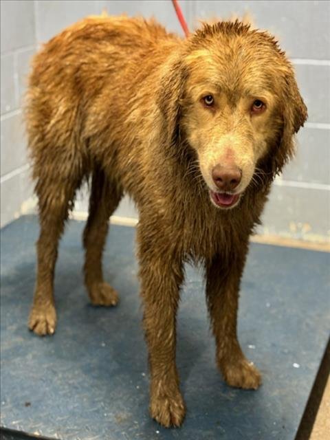 *JUNCO - Australian Shepherd / Great Pyrenees available for adoption