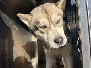 *CAPRI - Husky available for adoption