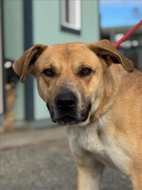 *SANTORINI - German Shepherd Dog / Labrador Retriever available for adoption