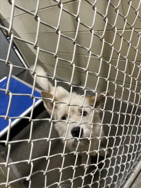 *CELLO - Petit Basset Griffon Vendeen available for adoption