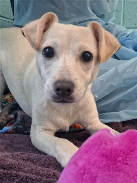 *LOOPER - Labrador Retriever / Terrier available for adoption