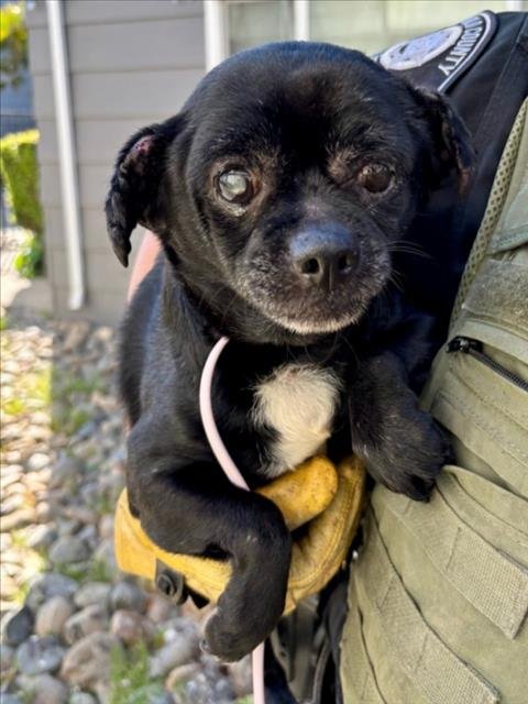 BLACKIE - Chihuahua available for adoption