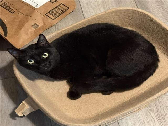 *PETRA - Domestic Short Hair available for adoption