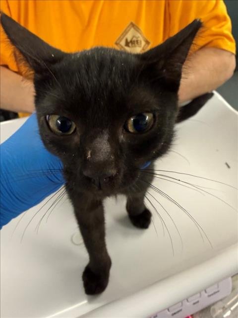 AMELIA - Domestic Short Hair available for adoption