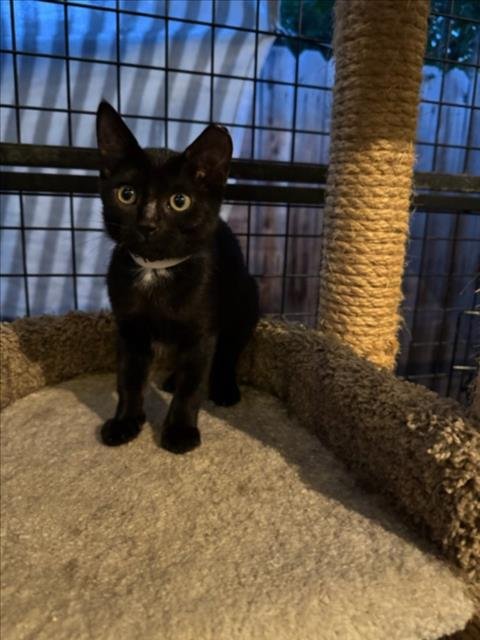 AMELIA - Domestic Short Hair available for adoption