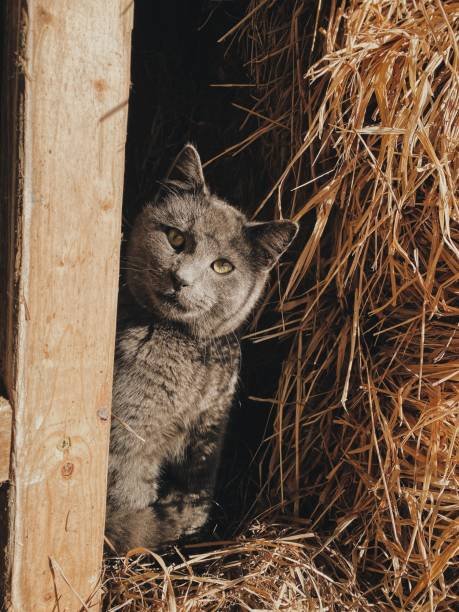 BARN CATS - Domestic Short Hair available for adoption