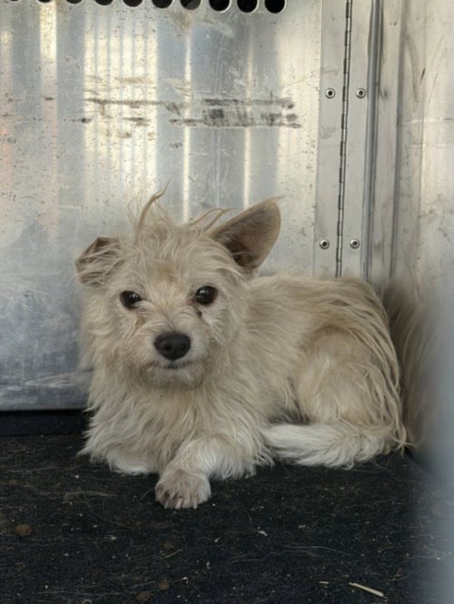 *TURK - Terrier available for adoption