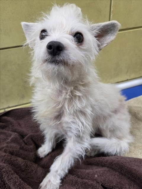 *TURK - Terrier available for adoption