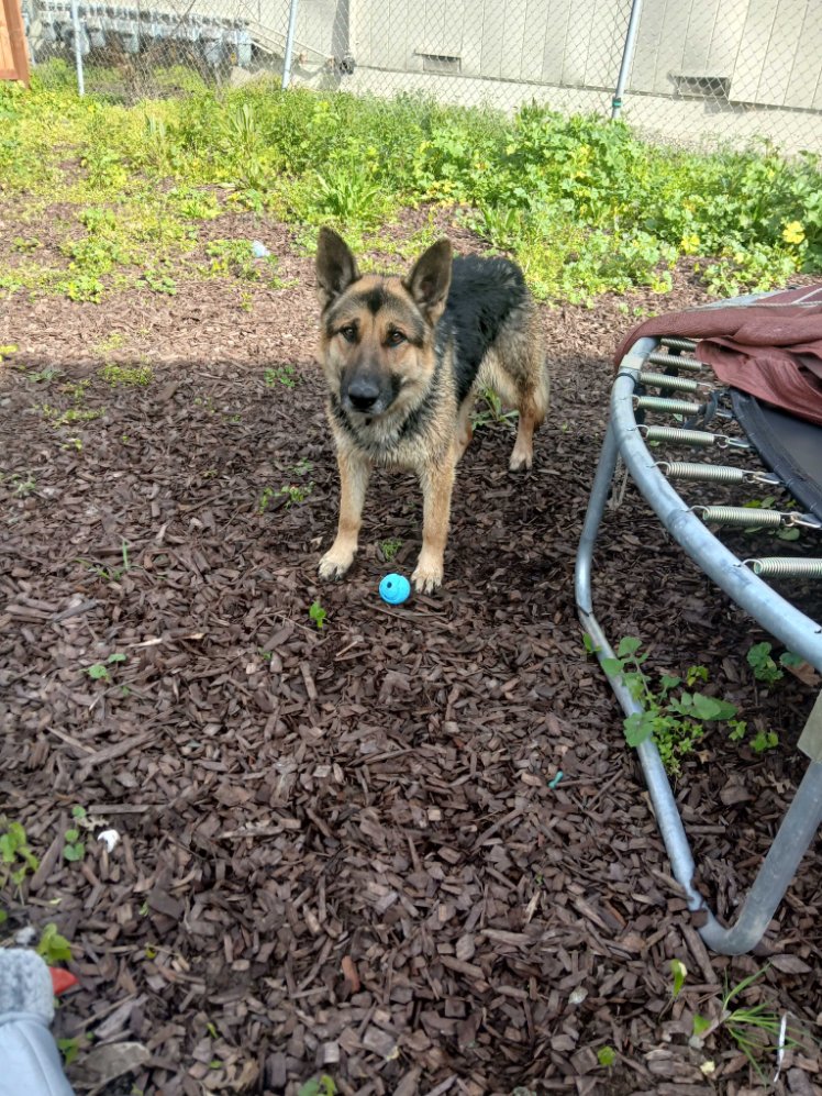 LUCKY - German Shepherd Dog available for adoption
