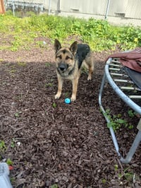 Lucky - Photo 1
