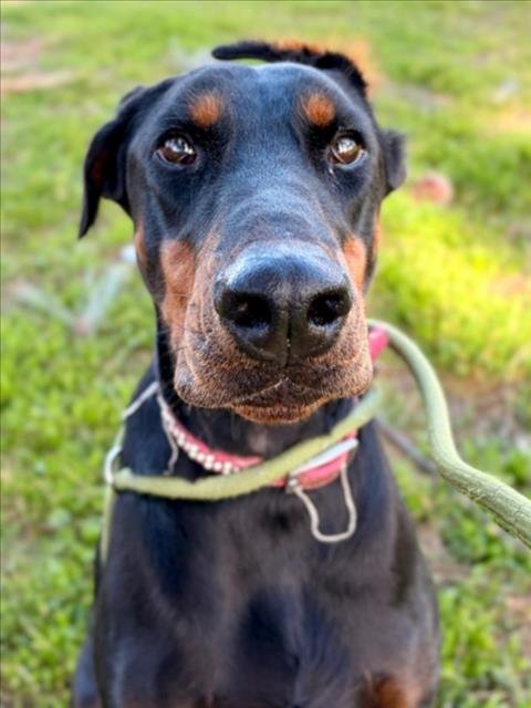 LUCY - Doberman Pinscher available for adoption