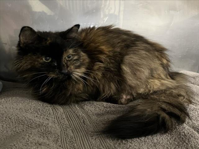 *CALLIE - Domestic Medium Hair available for adoption