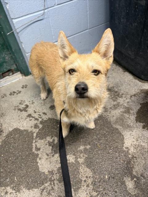 *ECLIPSE - Terrier available for adoption