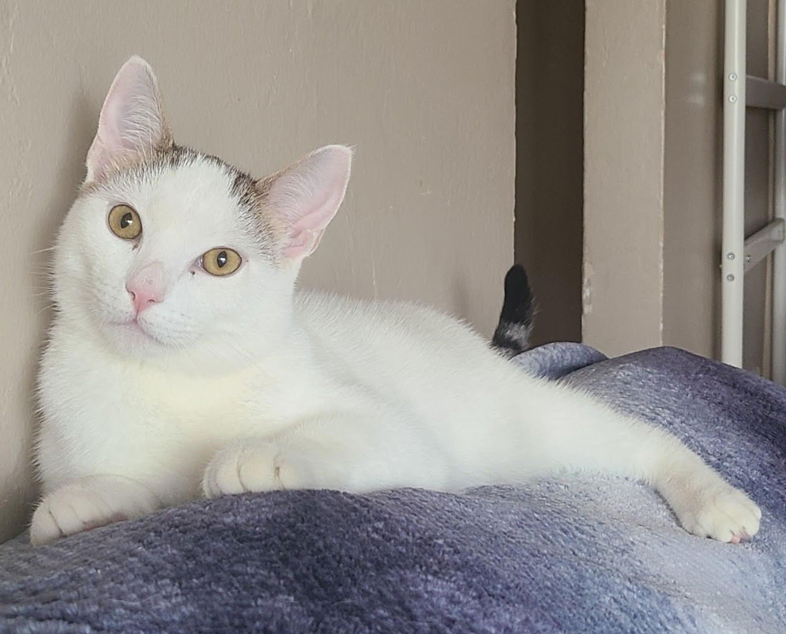 TWEETY - Domestic Short Hair available for adoption