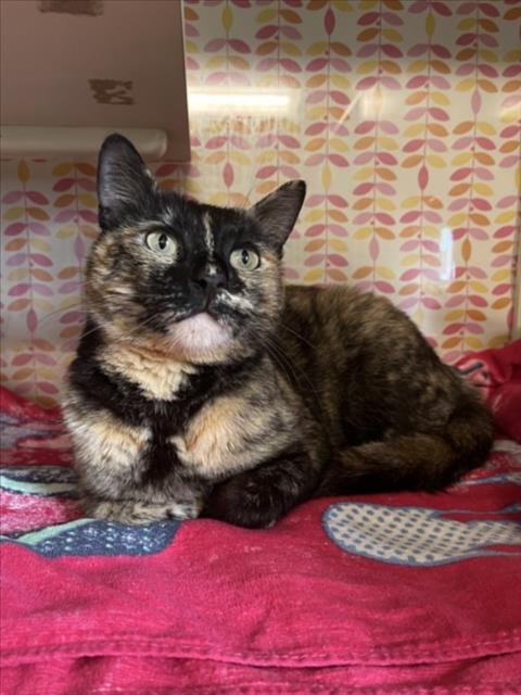 NALA - Domestic Short Hair available for adoption