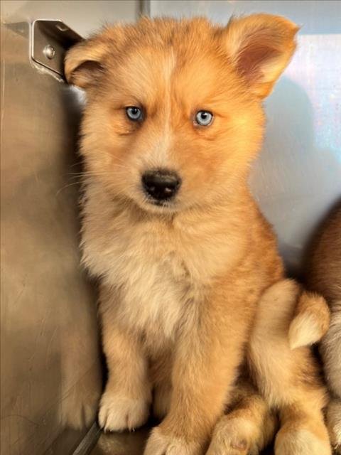 *KUBOTA - Siberian Husky available for adoption