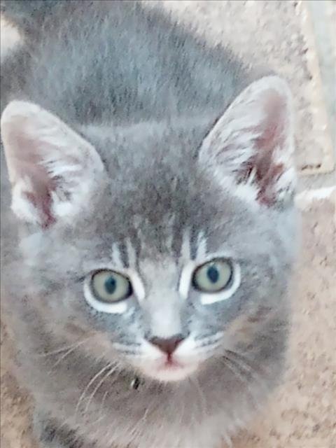 *BERTA - BLACK - Domestic Short Hair available for adoption