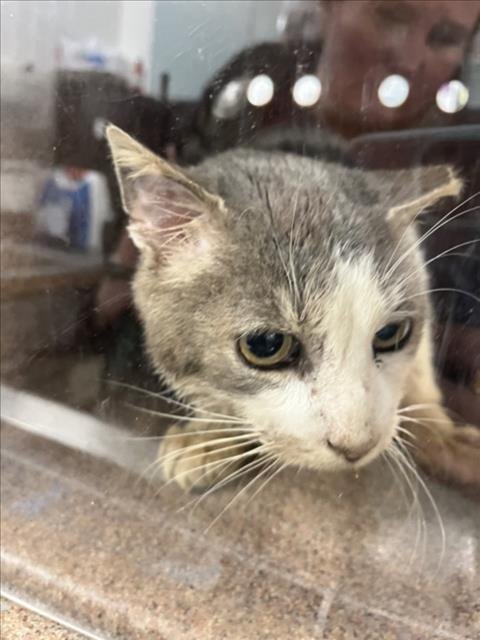 *BARNEY - Domestic Short Hair available for adoption