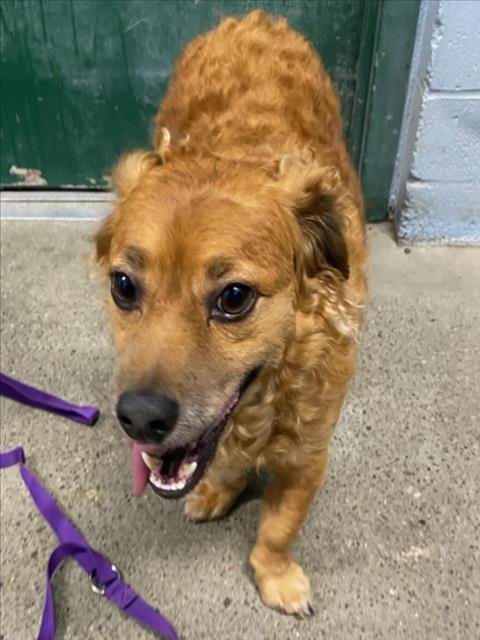 CHUNKY - Chihuahua available for adoption