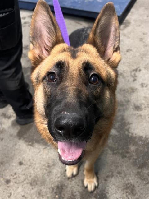 *HYDRANGEA - German Shepherd Dog available for adoption