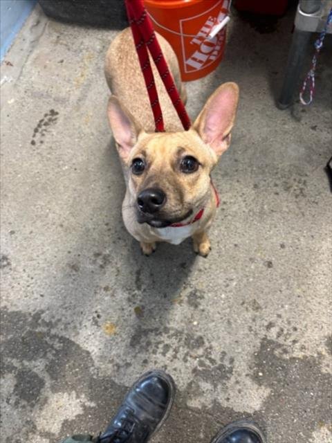 SASHA - Chihuahua / Pit Bull Terrier available for adoption