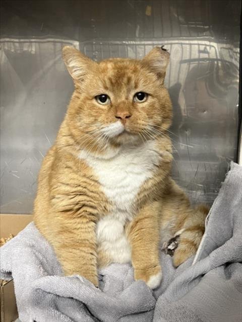 *BIG MAC - Domestic Short Hair available for adoption