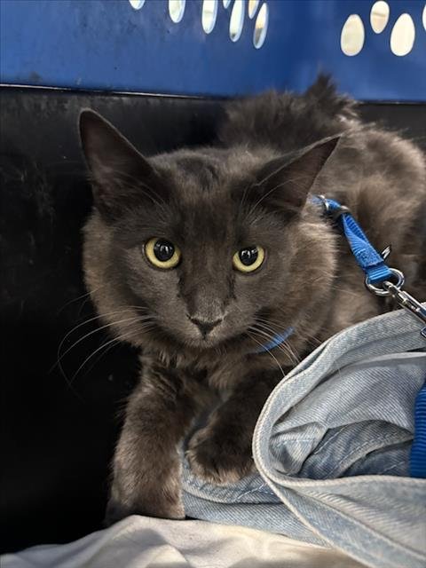 VELMA - Domestic Medium Hair available for adoption