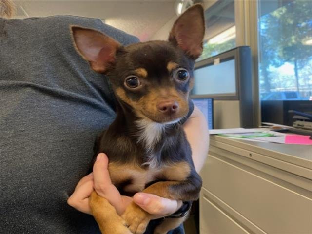 *DRAGONFLY - Chihuahua available for adoption