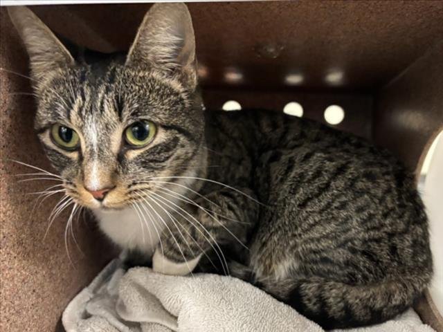 *FIONA - Domestic Short Hair available for adoption