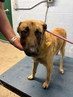 OREJON - German Shepherd Dog available for adoption