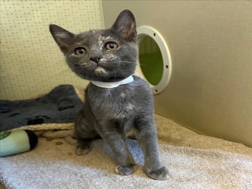 *OURAO - Domestic Short Hair available for adoption
