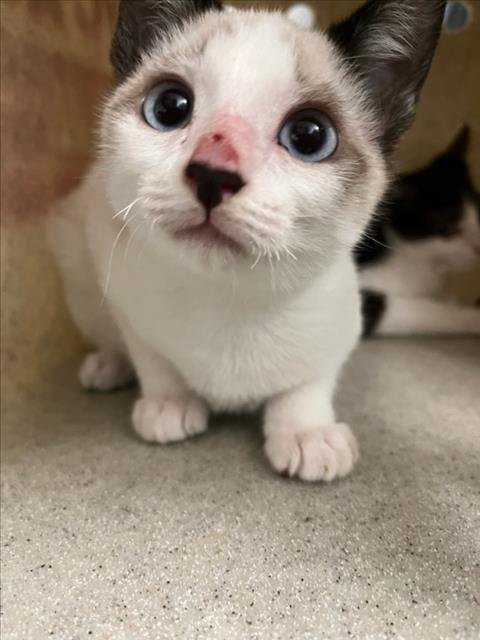 A224082 - Domestic Short Hair available for adoption