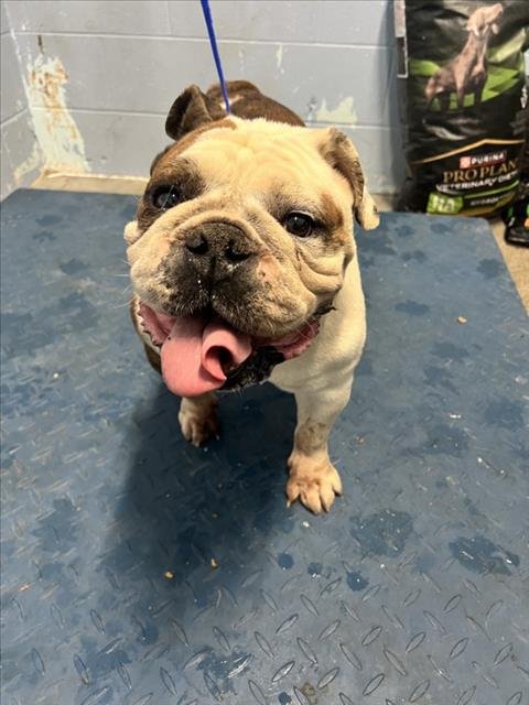CARDI - English Bulldog available for adoption