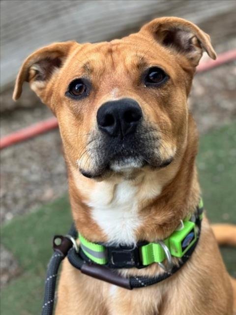 *THUMPER - Pit Bull Terrier / Labrador Retriever available for adoption