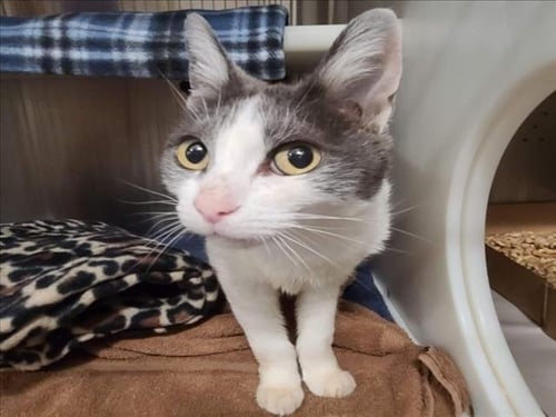 *BERYL - Domestic Short Hair available for adoption