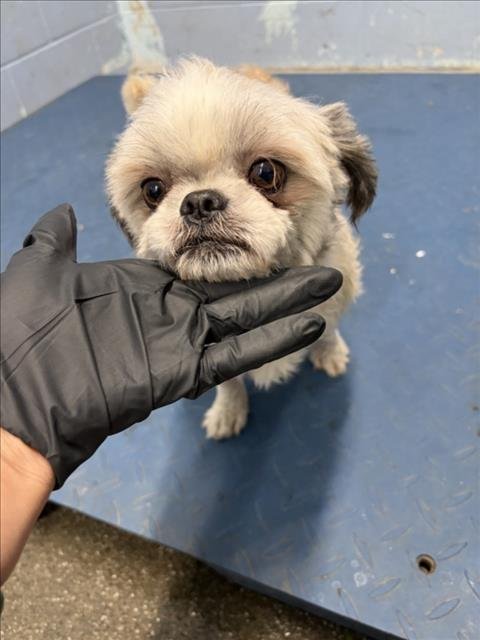 *PENCIL - Shih Tzu available for adoption