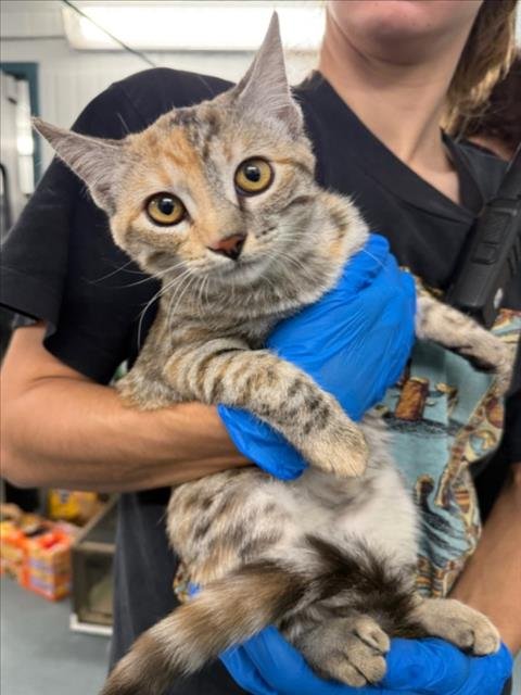 A229737 - Domestic Short Hair available for adoption