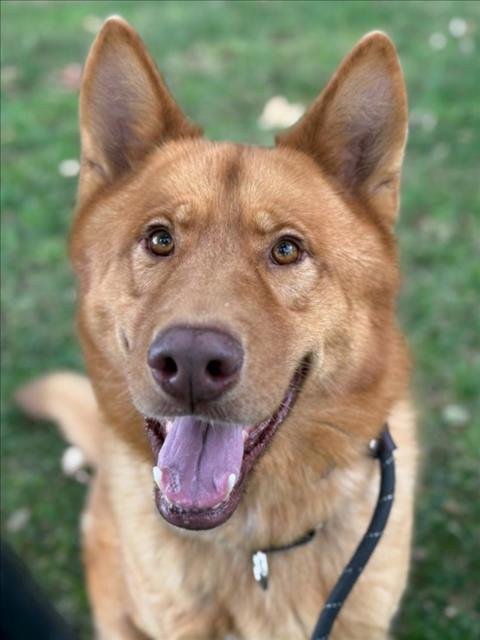 OSO - German Shepherd Dog / Siberian Husky available for adoption