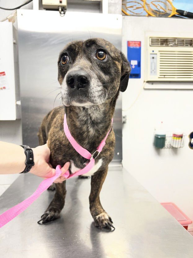 NOVA - Dachshund / Pit Bull Terrier available for adoption