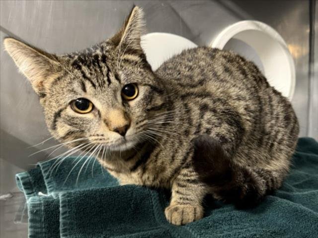 FRANK - Domestic Short Hair available for adoption