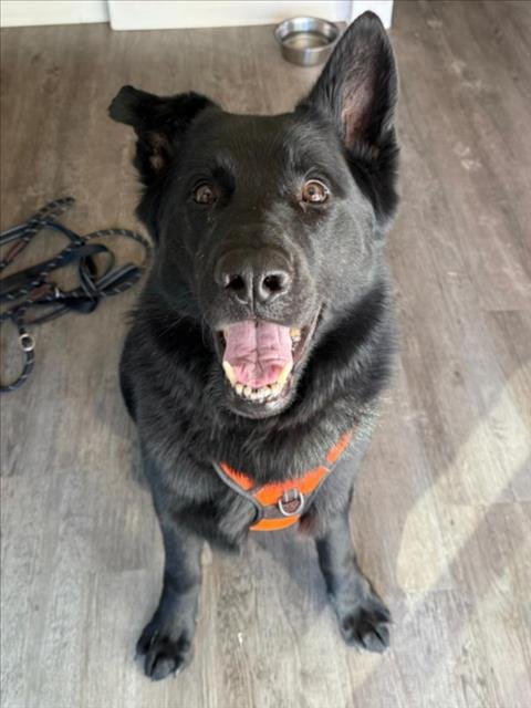 OJ - German Shepherd Dog available for adoption