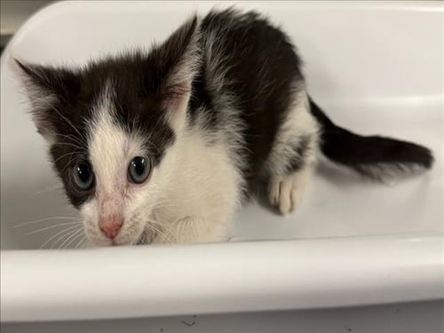 *RED - Domestic Short Hair available for adoption
