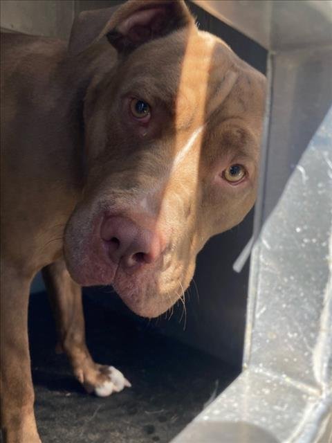 DOJA - Pit Bull Terrier available for adoption