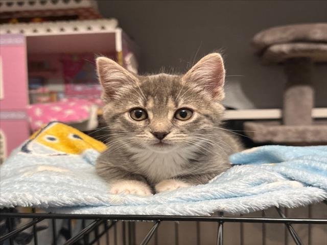 *MILLIE - Domestic Short Hair available for adoption