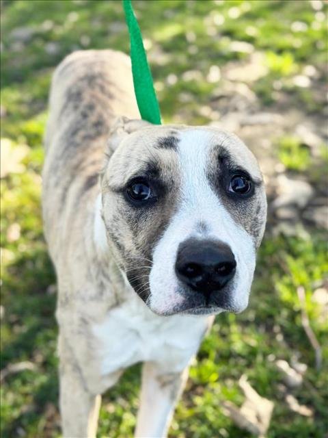 *MAUI - Pit Bull Terrier available for adoption