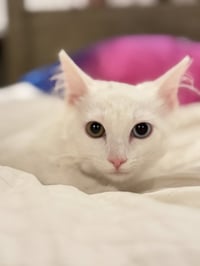 *COCONUT - Photo 1