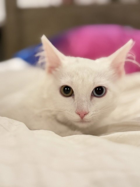 *COCONUT - Domestic Medium Hair available for adoption