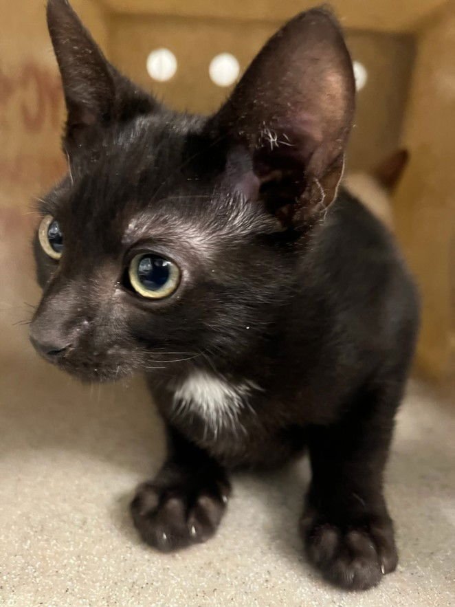 *DO - Domestic Short Hair available for adoption